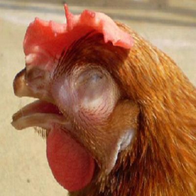 Những nguyên nhân khiến gà bị kén mép