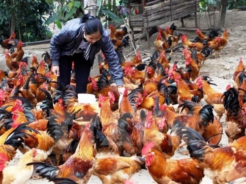 Kỹ thuật nuôi gà thả vườn là như thế nào
