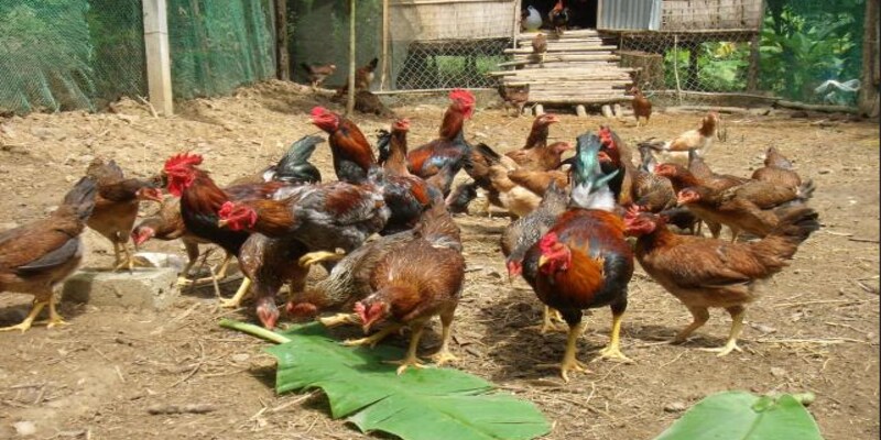 Kỹ thuật nuôi gà thả vườn là như thế nào