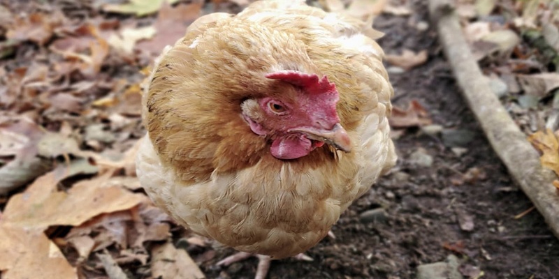Những nguyên nhân khiến gà bị kén mép